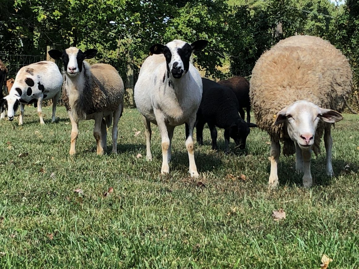 HFR Sheep